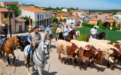 Yebes celebra su II Romería con bueyada en honor a la Virgen de la Soledad