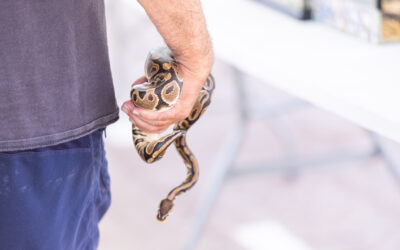 GALERIA DE FOTOS DE LA EXHIBICIÓN DE RAPACES Y REPTILES